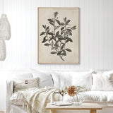 Botanical Splendour II (Canvas)