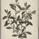 Botanical Splendour II (Canvas)