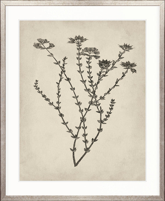 Botanical Splendour III