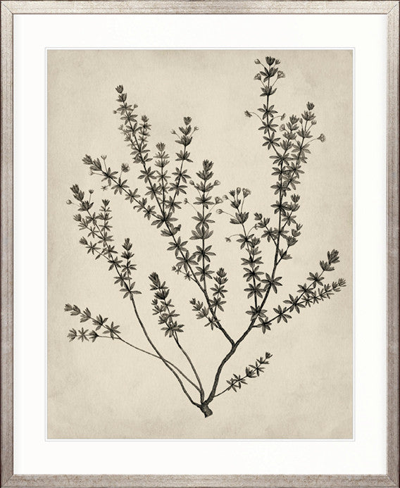 Botanical Splendour V