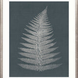 Brenford Fern IV