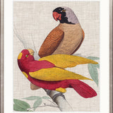 Exotic Parrots II