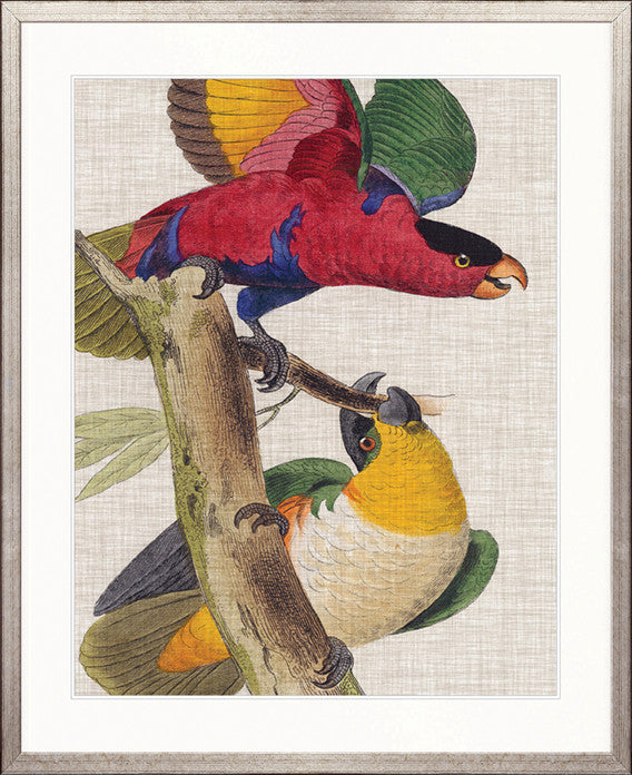 Exotic Parrots III