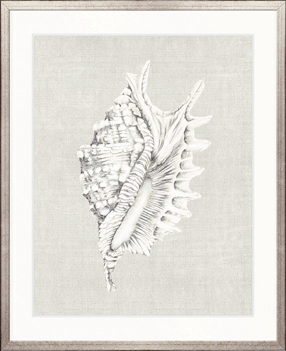 Shell on Linen IV