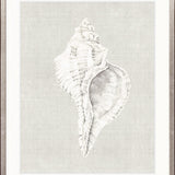 Shell on Linen V