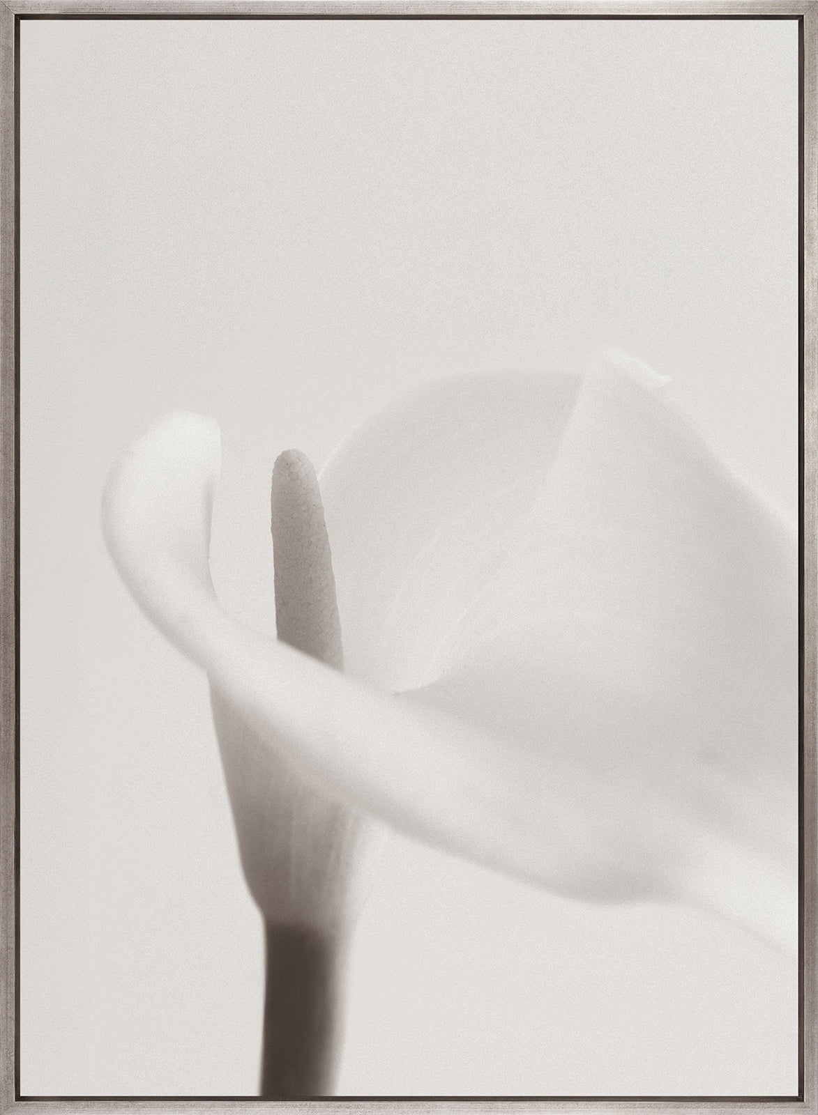 Calla II (Canvas)