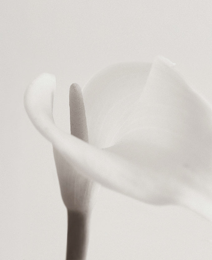 Calla II