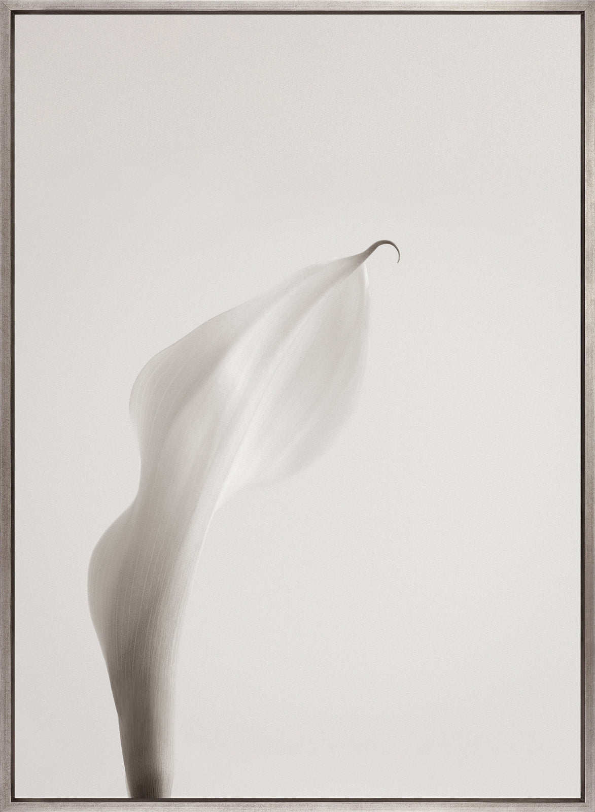 Calla III (Canvas)