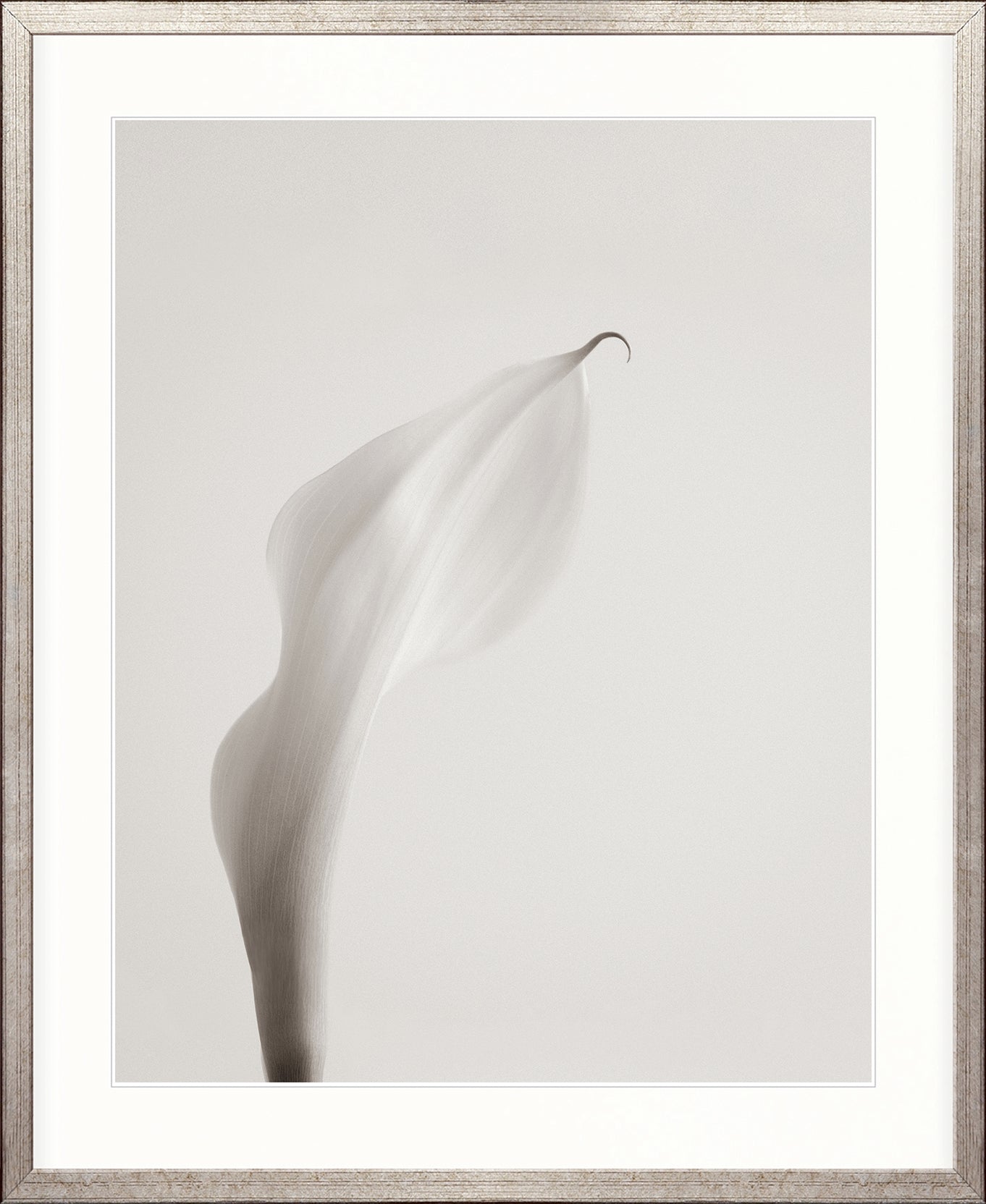Calla III