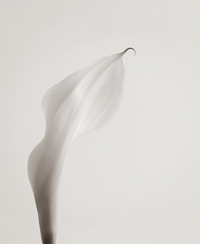 Calla III