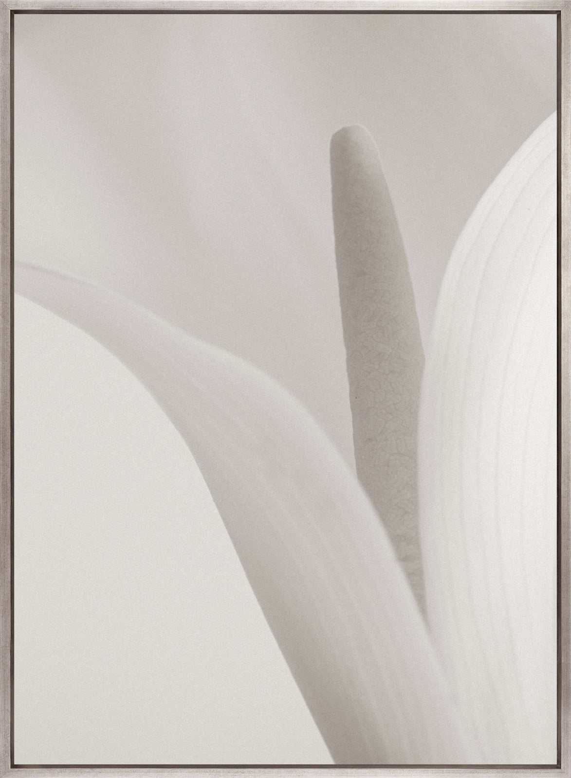 Calla IV (Canvas)