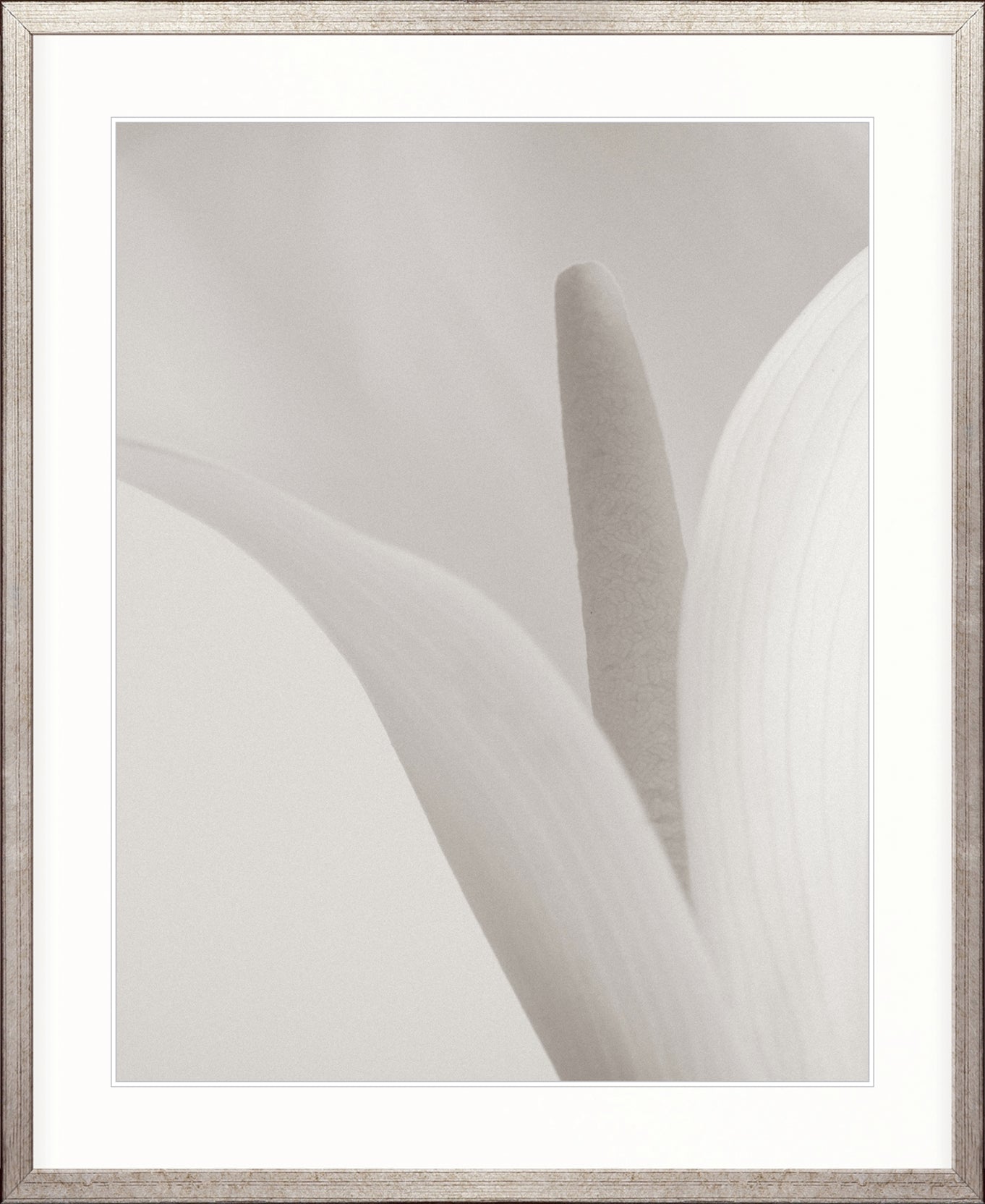 Calla IV