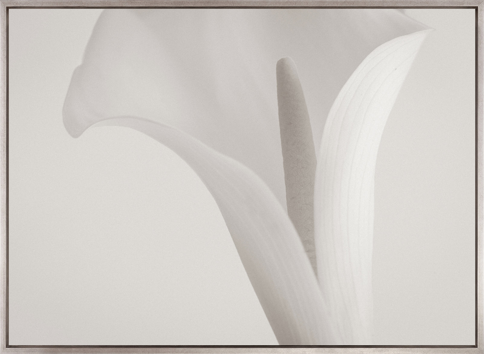 Calla V (Canvas)