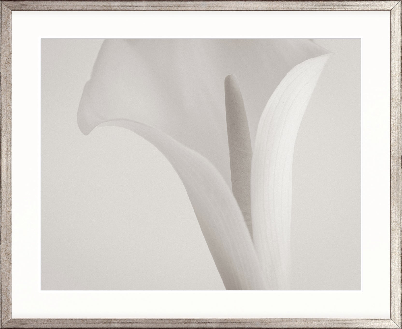 Calla V