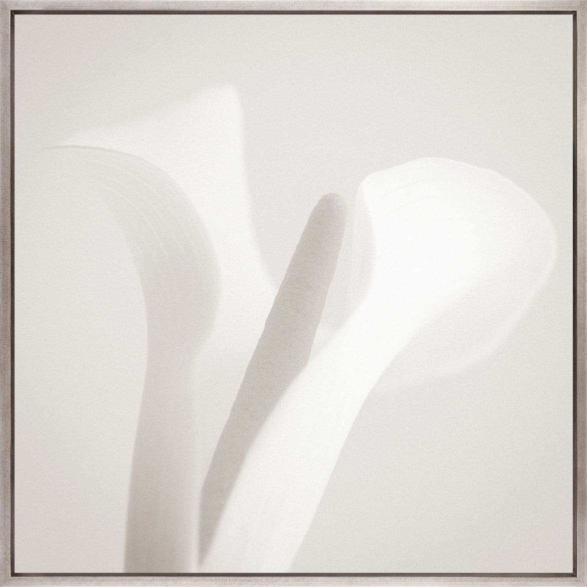 Calla VI (Canvas)