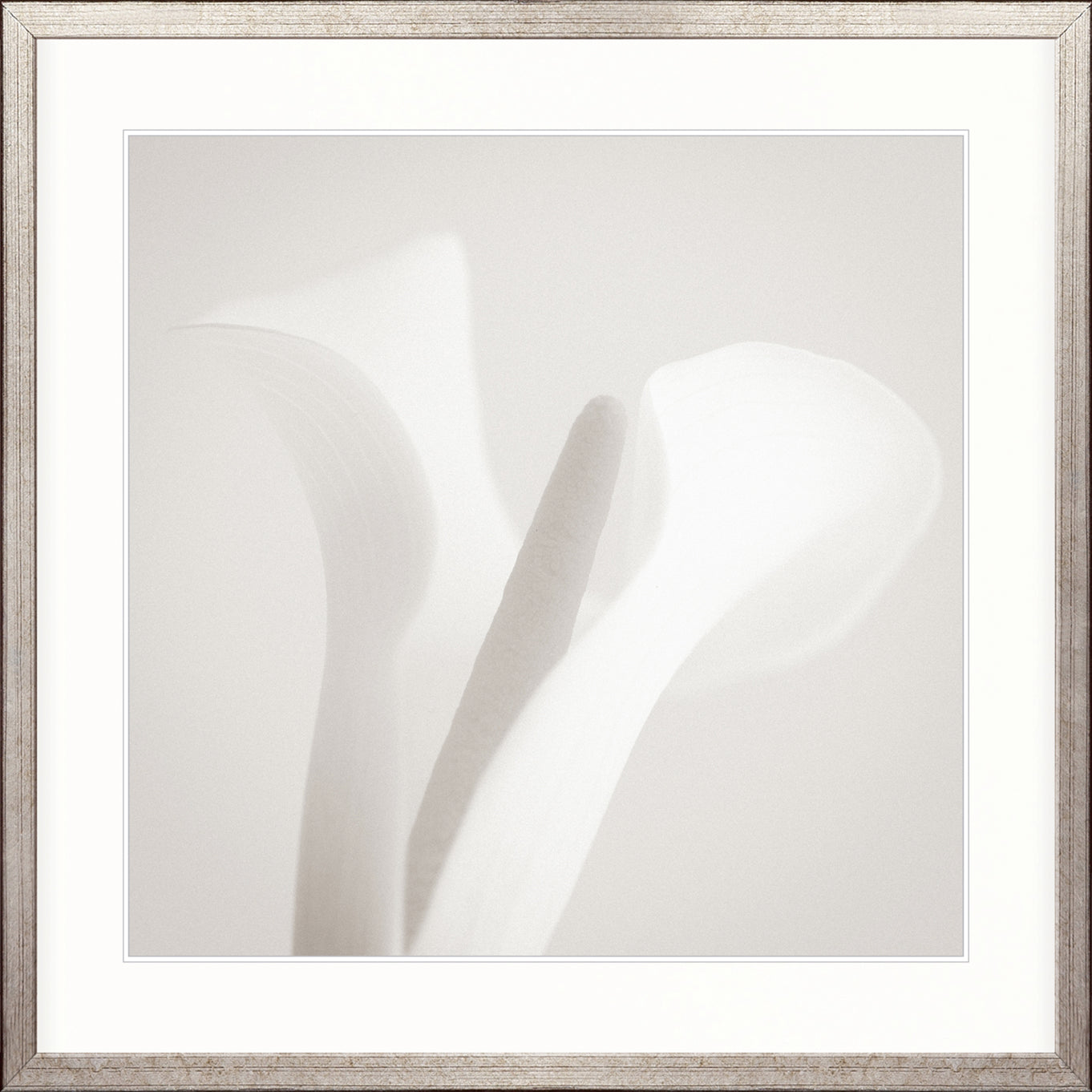 Calla VI