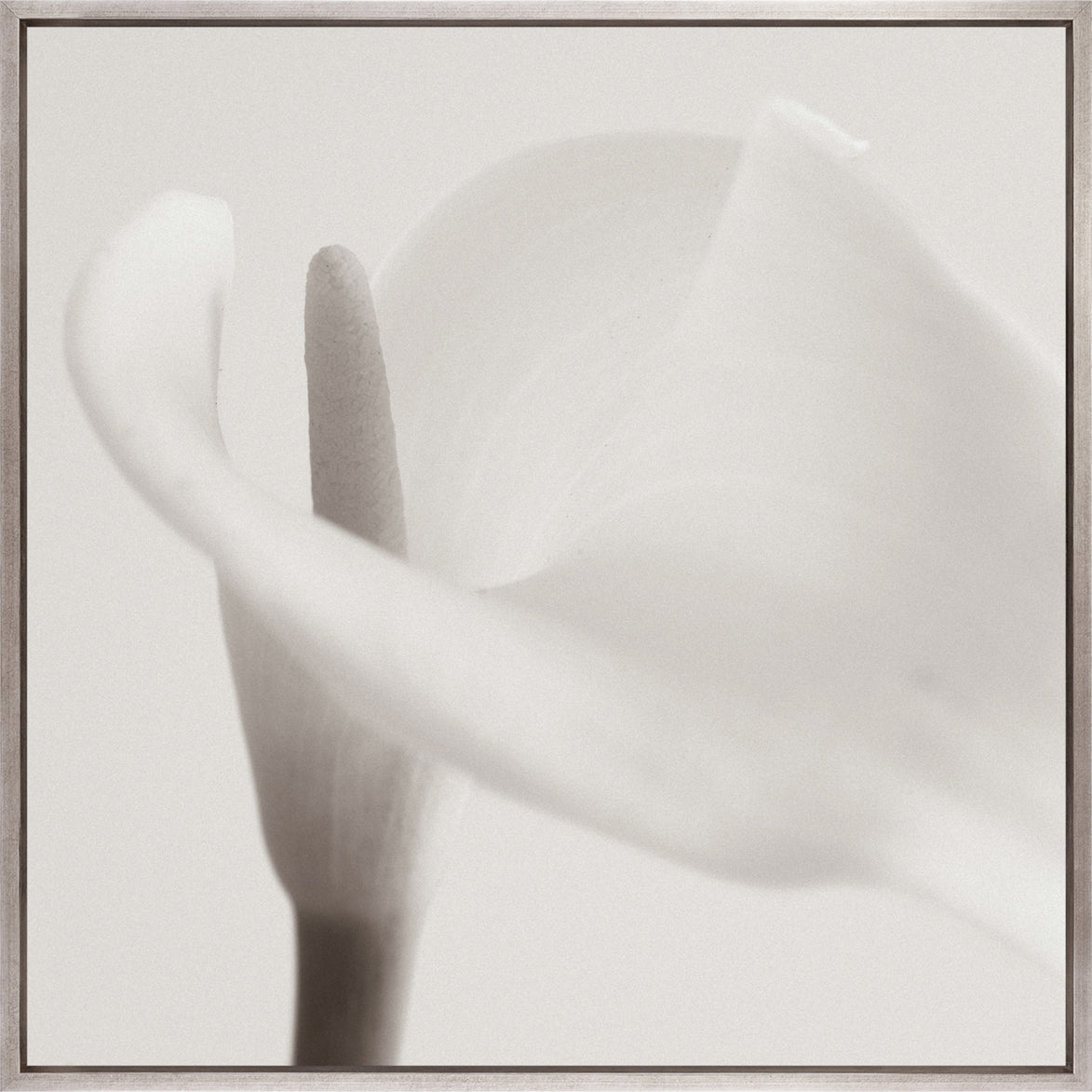 Calla VII (Canvas)