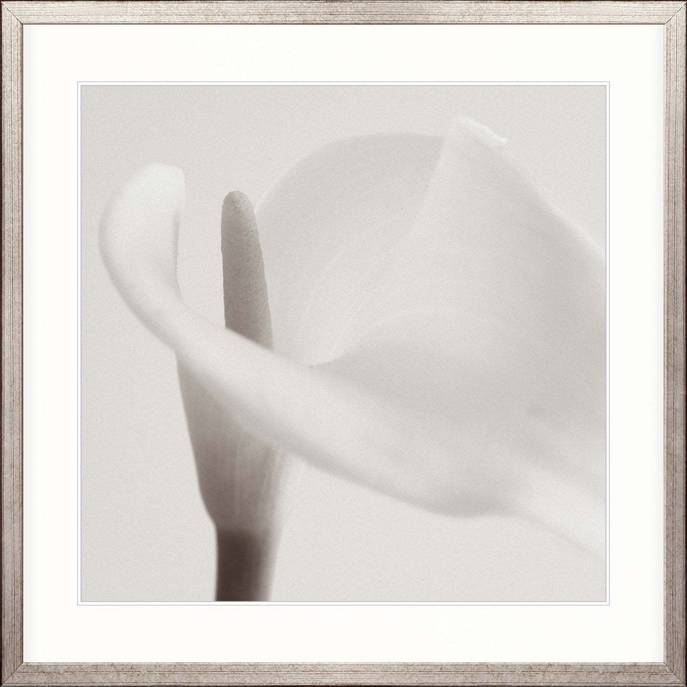 Calla VII