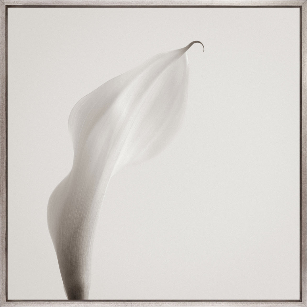 Calla VIII (Canvas)