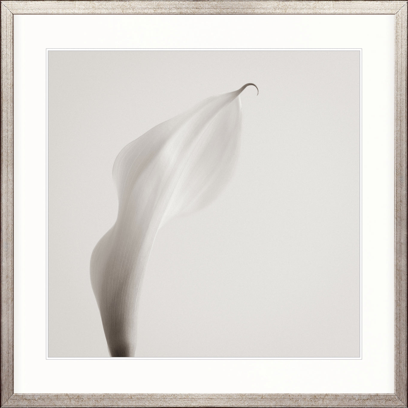 Calla VIII