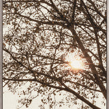 Canopy Silhouette VI (Canvas)