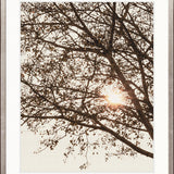 Canopy Silhouette VI