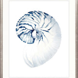 Exquisite Shell II (Indigo)
