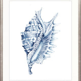 Exquisite Shell IV (Indigo)