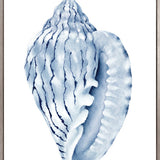 Exquisite Shell V (Indigo) (Canvas)