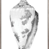 Exquisite Shell VII (Soft Grey) (Canvas)