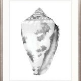 Exquisite Shell VII (Soft Grey)