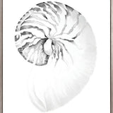 Exquisite Shell VIII (Soft Grey) (Canvas)