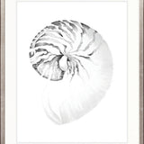 Exquisite Shell VIII (Soft Grey)