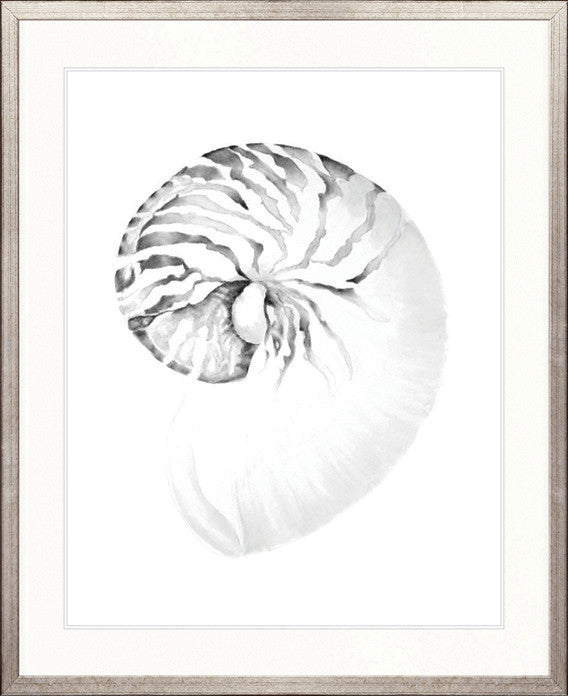 Exquisite Shell VIII (Soft Grey)