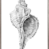 Exquisite Shell IX (Soft Grey) (Canvas)