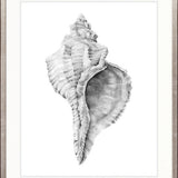 Exquisite Shell IX (Soft Grey)