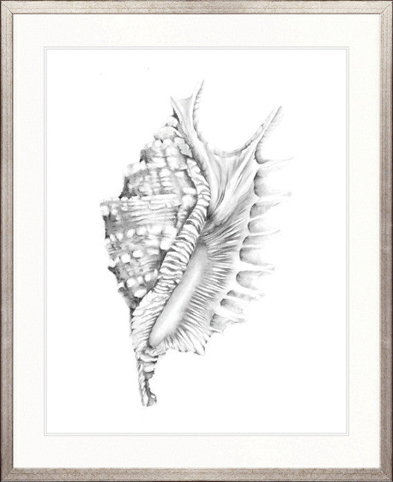 Exquisite Shell X (Soft Grey)