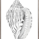 Exquisite Shell XI (Soft Grey) (Canvas)