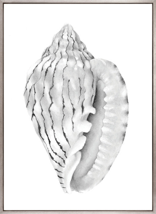 Exquisite Shell XI (Soft Grey) (Canvas)