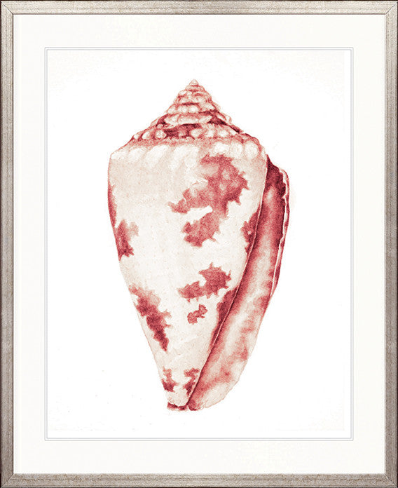 Exquisite Shell XIX