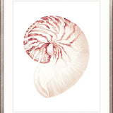 Exquisite Shell XX