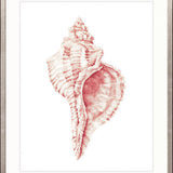 Exquisite Shell XXI