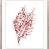 Exquisite Shell XXII