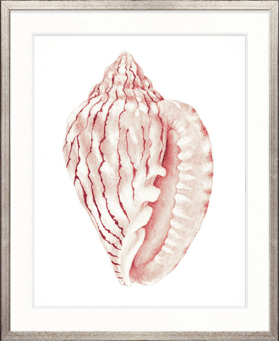 Exquisite Shell XXIII