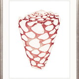 Exquisite Shell XXIV