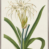 La Flora I (Canvas)