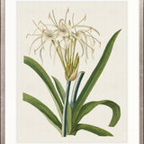 La Flora I