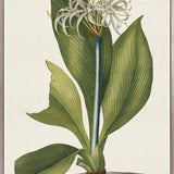 La Flora II (Canvas)