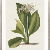 La Flora II