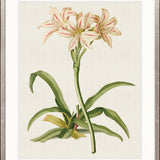 La Flora III
